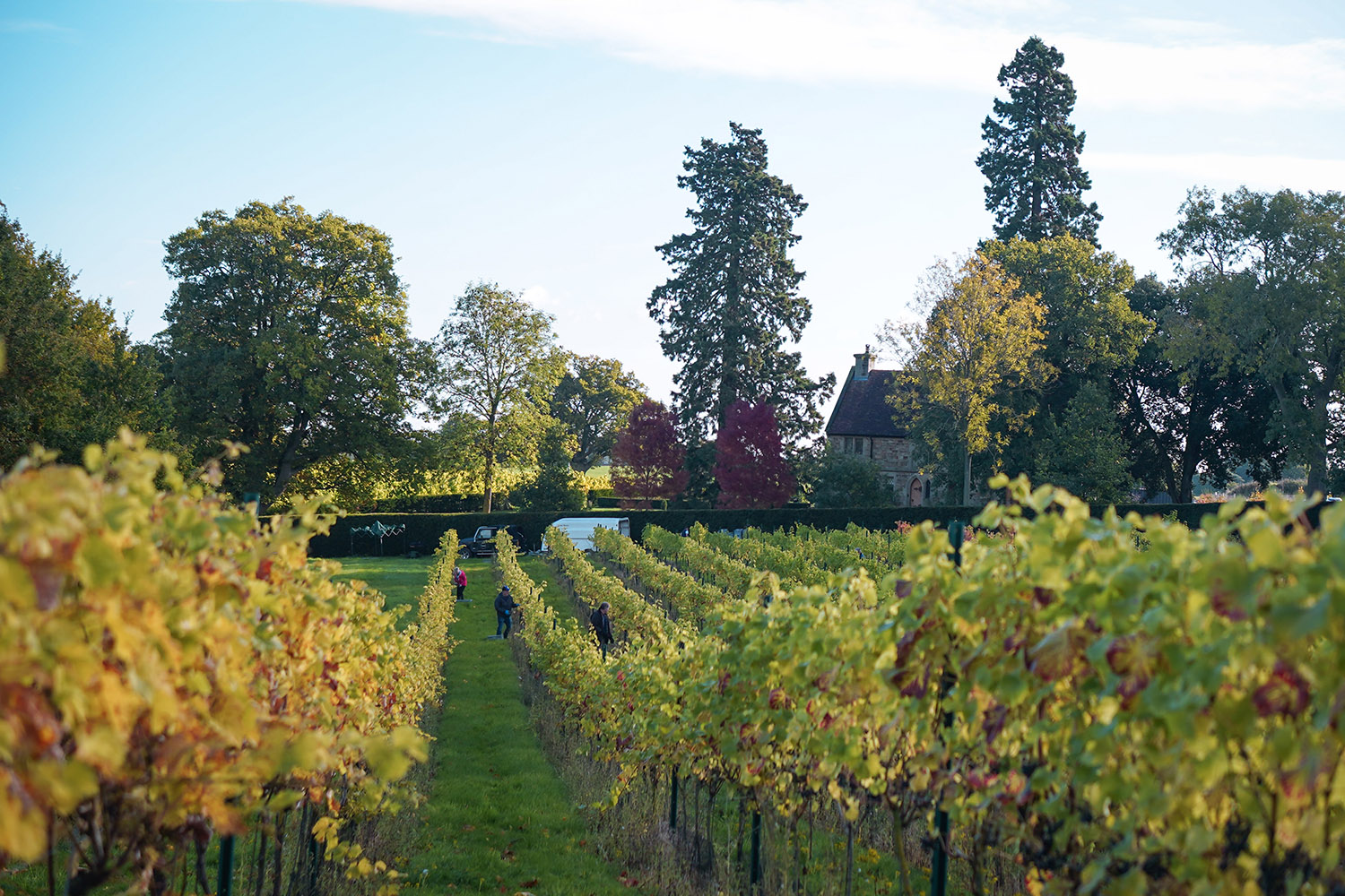 harvest day-wine england colemere vineyard shropshire
