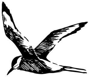 tern Tern