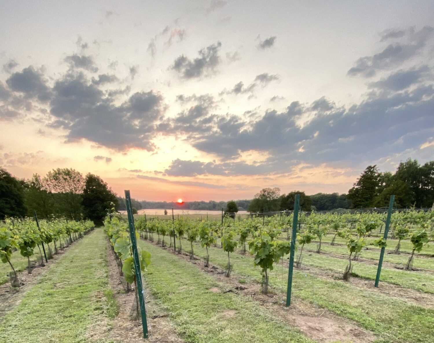 How Climate Change is Transforming Wine Production in England