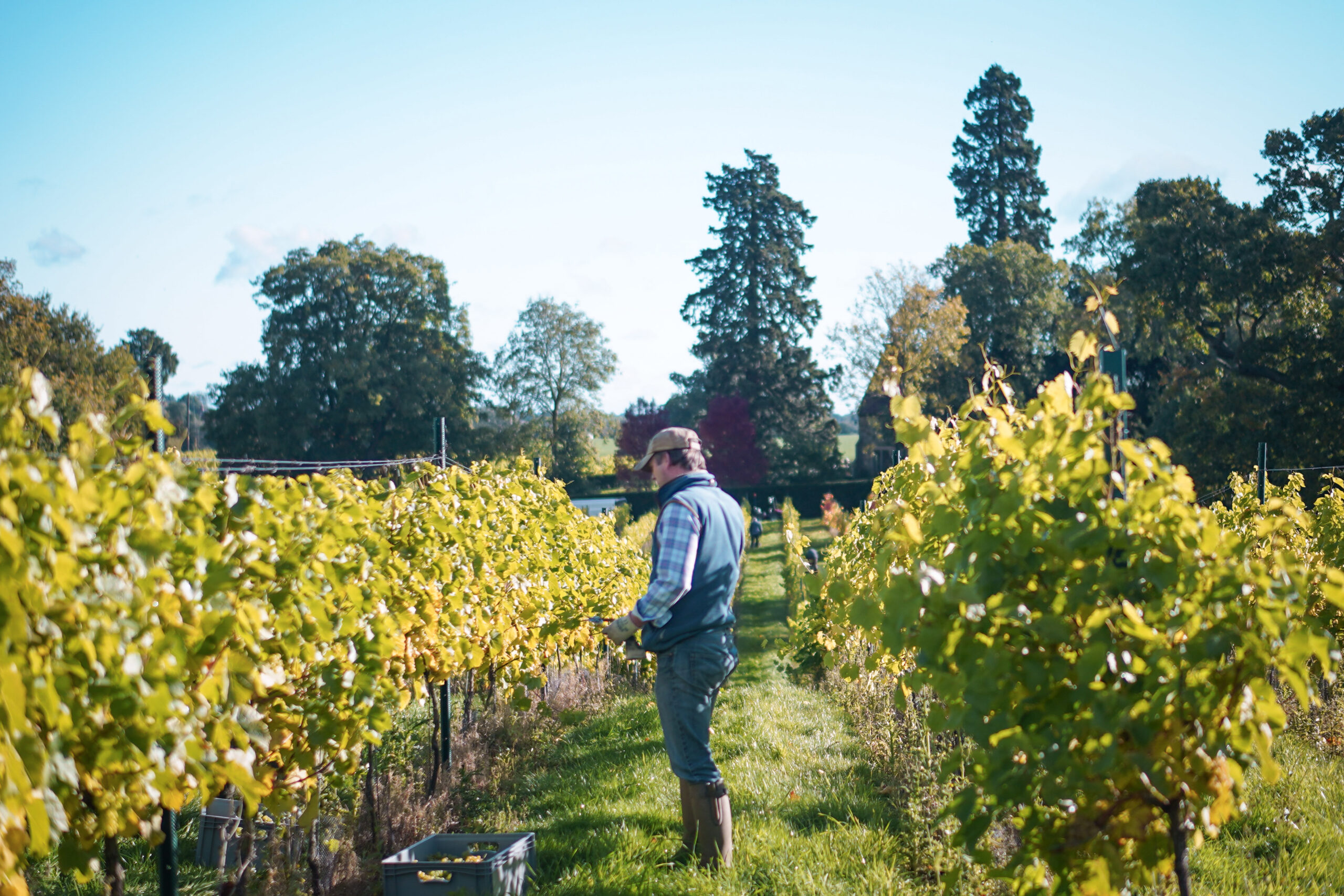 The Importance of Bud Rubbing in a Vineyard